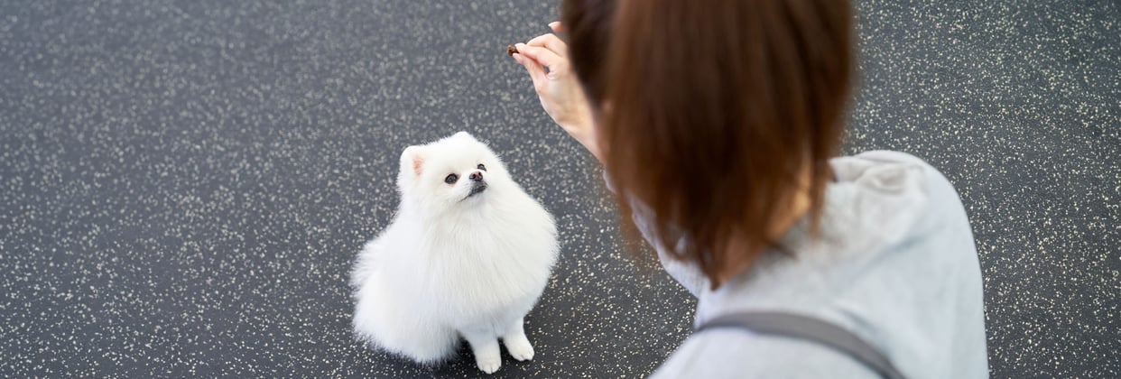 A pomeranian looking up a treat in expectation that it's owner is holding