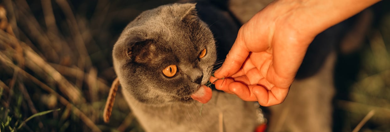 A scottish fold being fed outdoors.