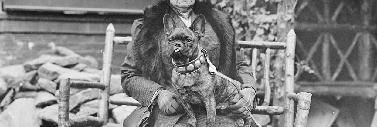 A historic photo of a French Bulldog.