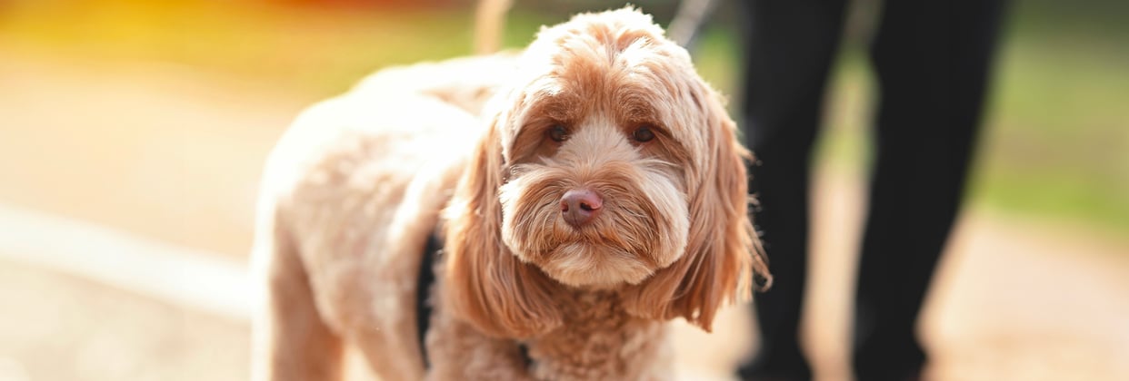 Golden labradoodle on lead outside