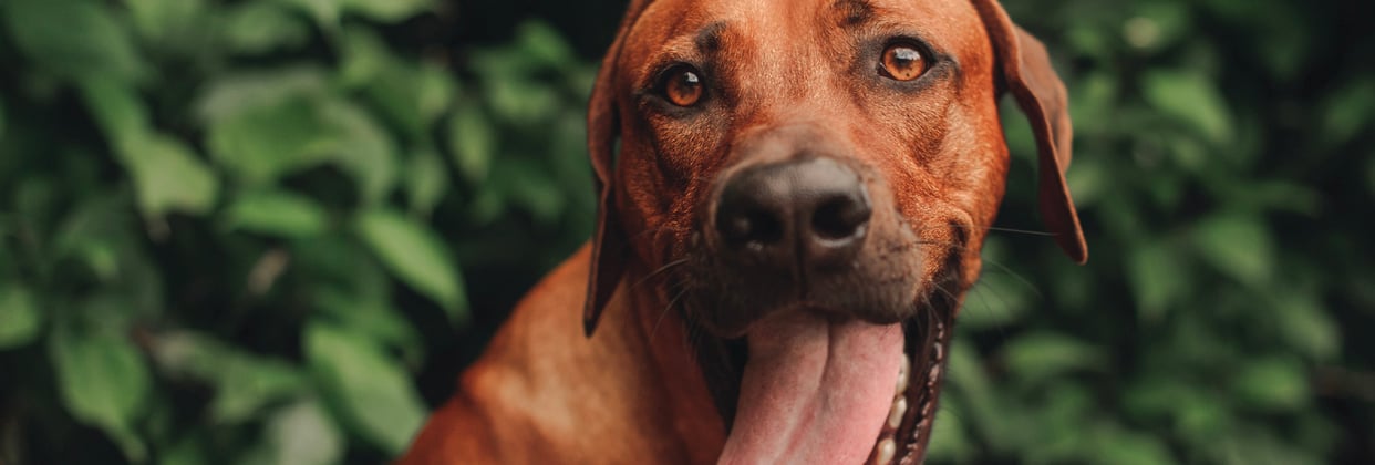 A ginger coloured ridgeback dog sticking his tongue out.