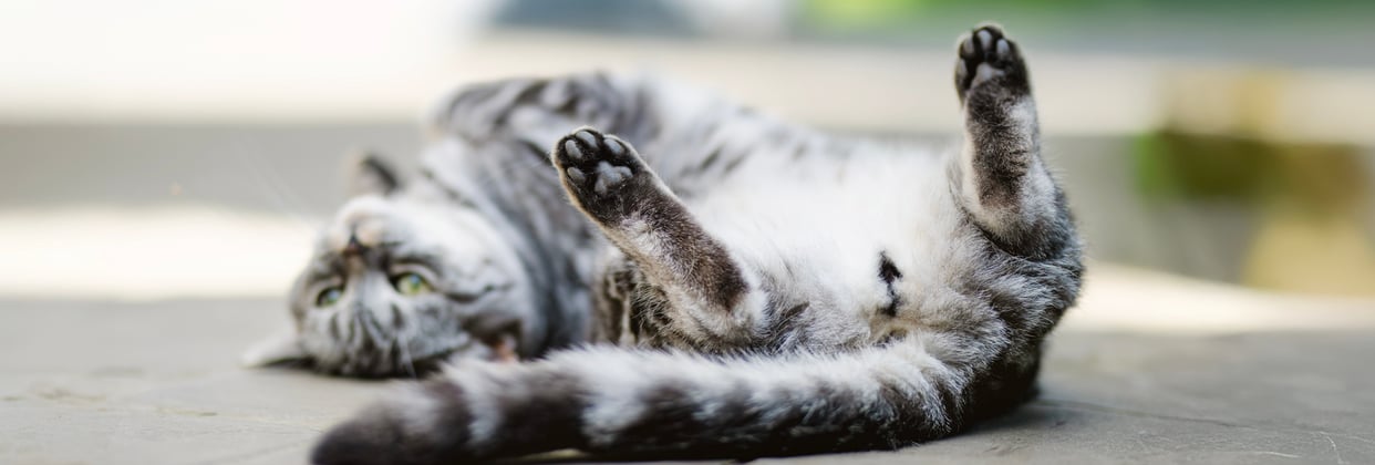 A tabby british shorthair relaxing on its back with its paws in the air.