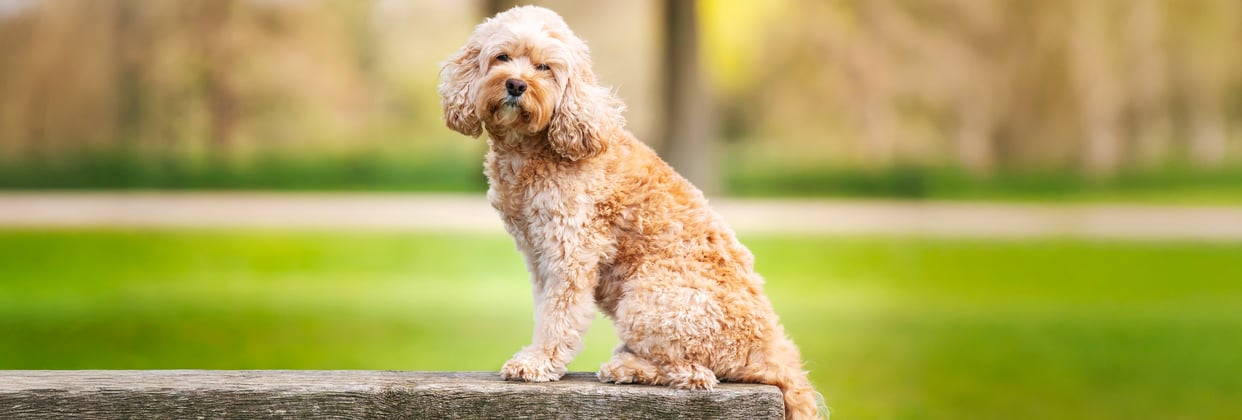 a dog sitting on a rock.