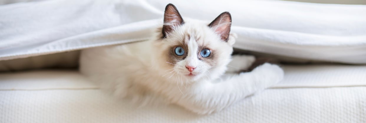 A ragdoll cat peeking out from under a blanket.