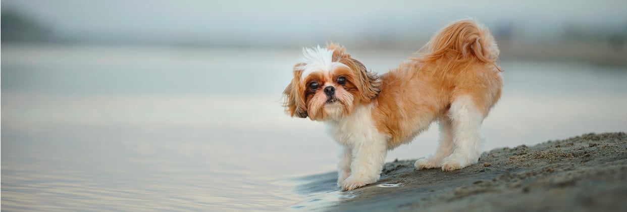 A shih tzu standing near the edge of a body of water