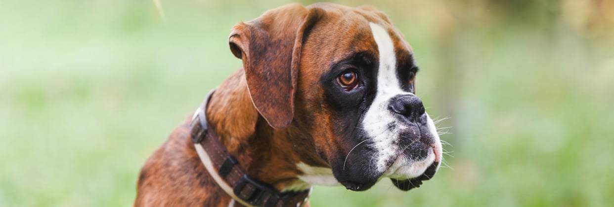 A young brown boxer dog.