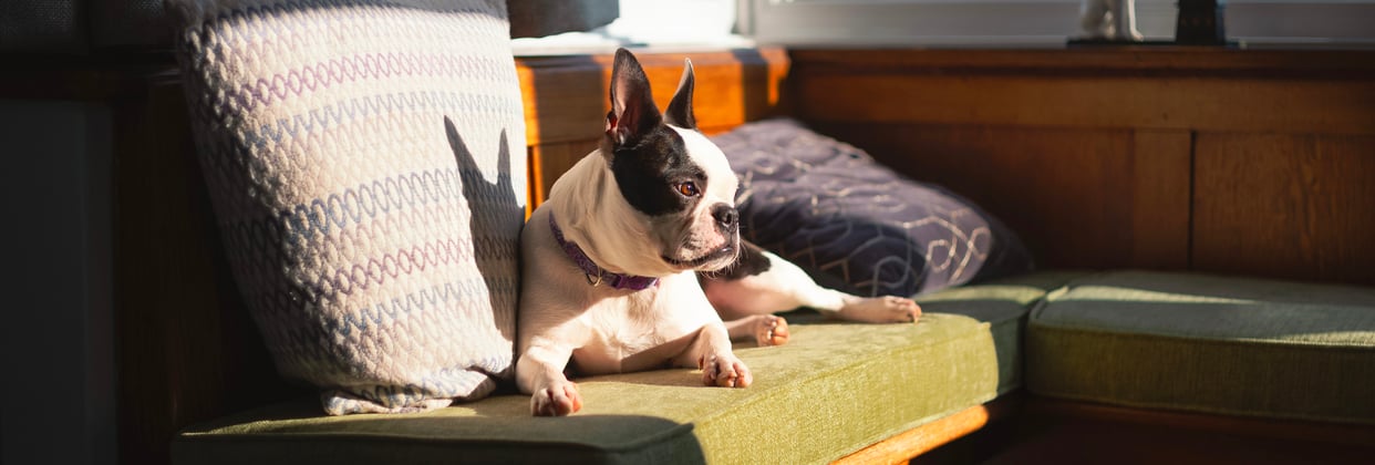 A boston terrier relaxing on a bench in a pub.