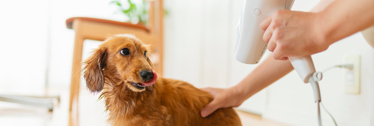 a dachshund getting dried with a hair dryer.