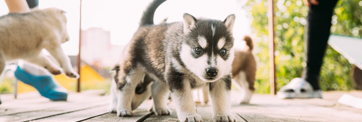 A siberian husky puppy on wooden decking.