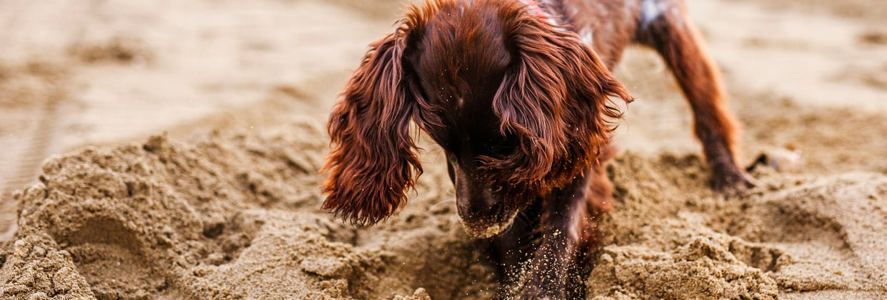 A sprocker spaniel digging in the sand