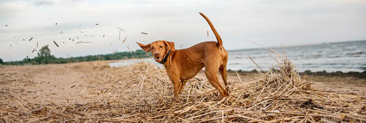A hungarian vizsla playing in dry straw near a lake.