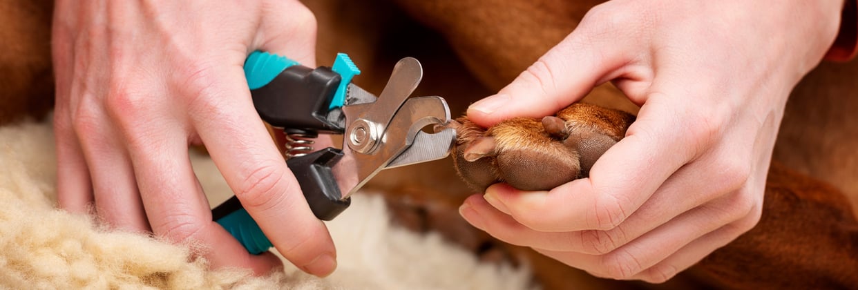 A hungarian vizsla having its claws trimmed.