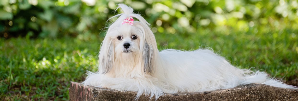 A lhasa apso with a pink bow sitting on a ledge.