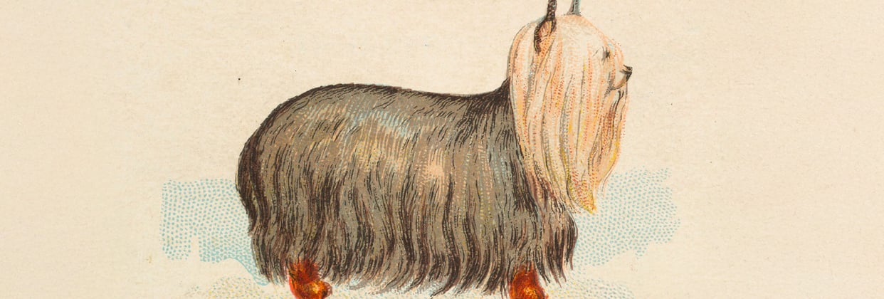 An old fashioned picture of a Yorkie.