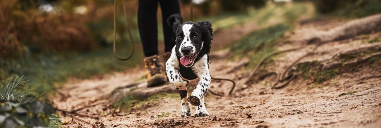 An english springer spaniel running in front of it's owner.