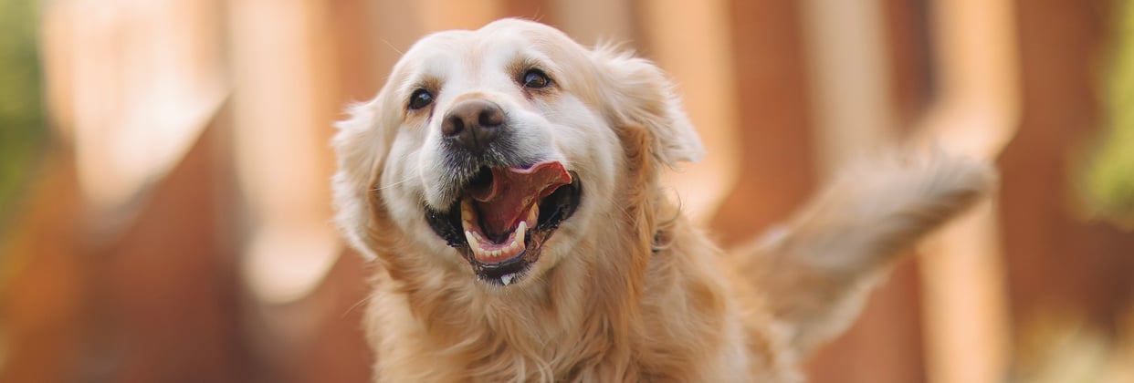 A happy golden retriever with its tongue hanging out.