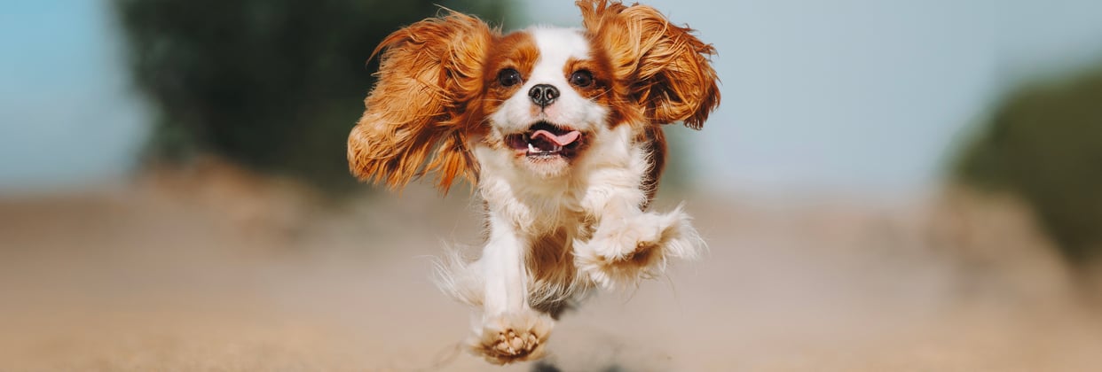 orange and white cavalier king charles spaniel running with ears flapping and tongue out