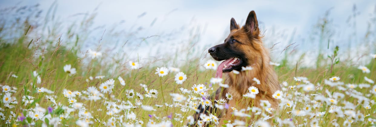 A german shepherd in a field of flowers