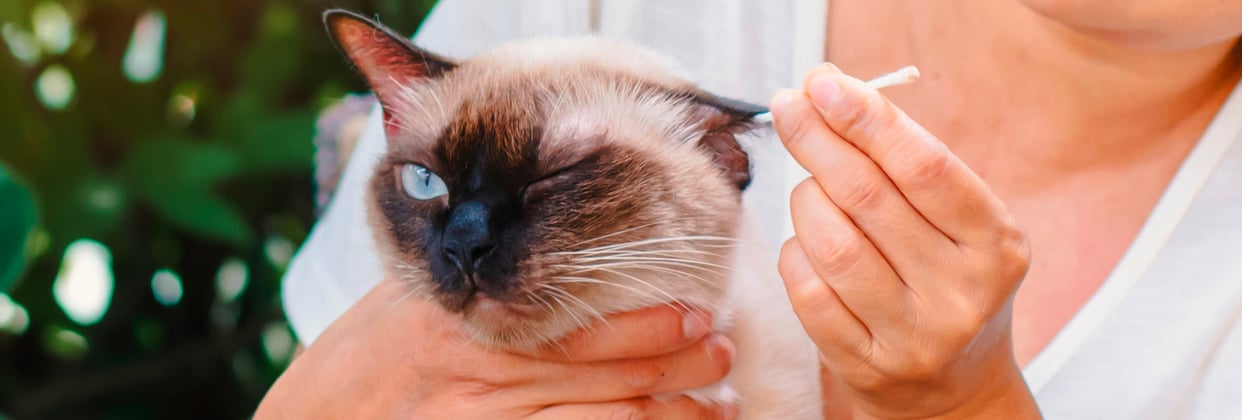 A Siamese cat getting his ears cleaned with a q-tip.