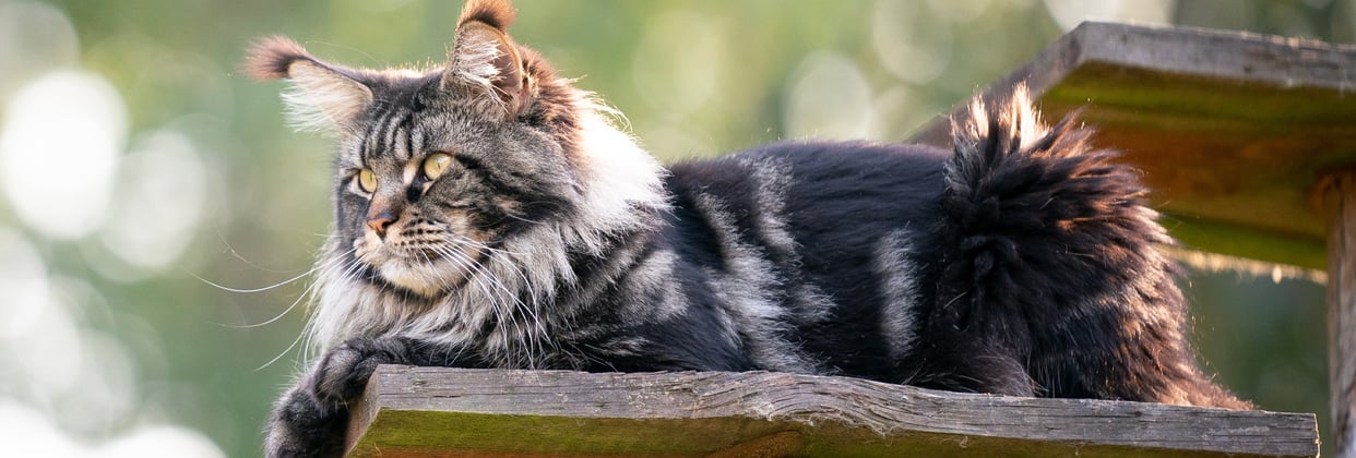 A Maine Coon cat sitting on a plank of wood.