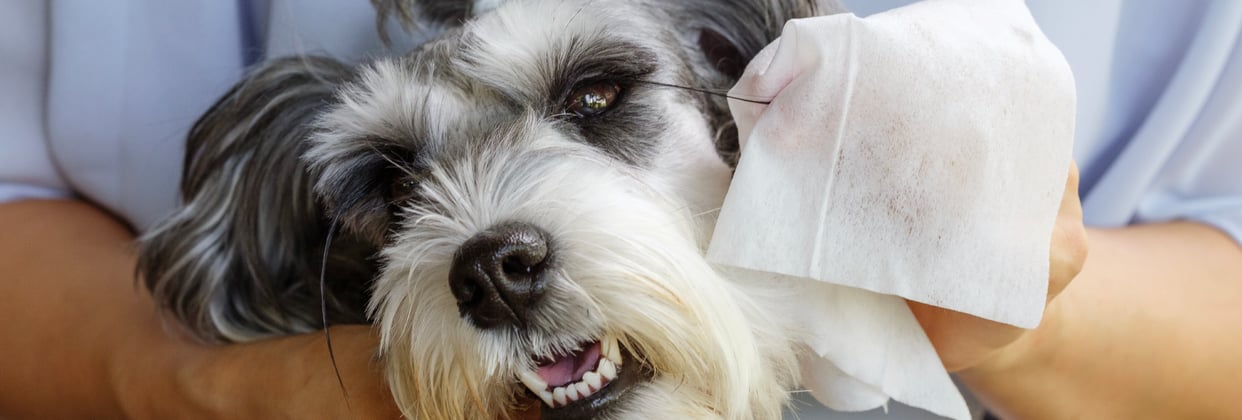 Miniature Schnauzer being groomed