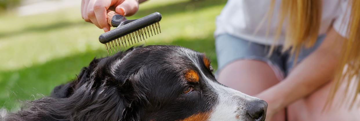 A BMD getting his head brushed.