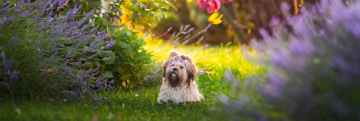 A lhasa apso sitting among a field of flowers.