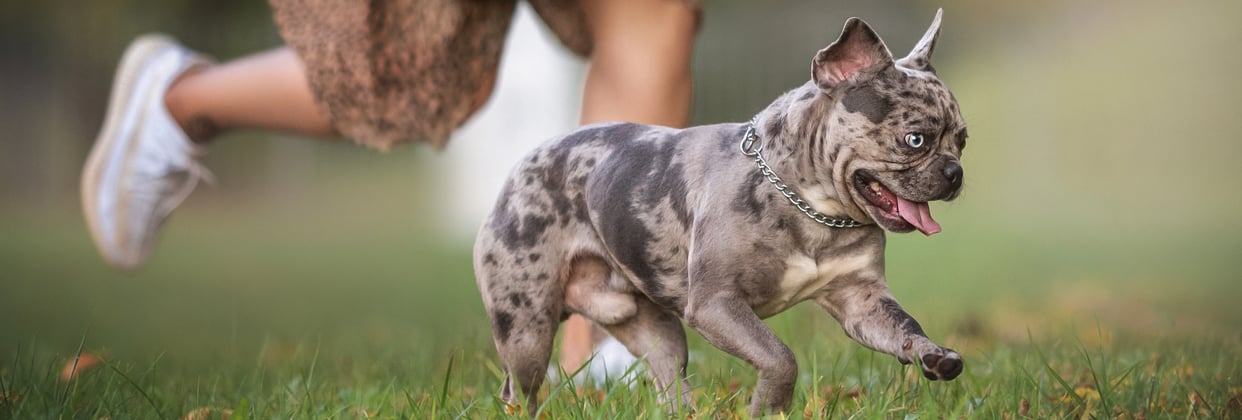 A french bulldog puppy running alongside its owner.