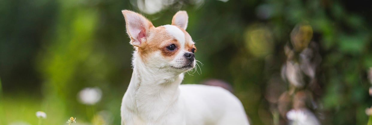 A Chihuahua looking wistfully off to the right.