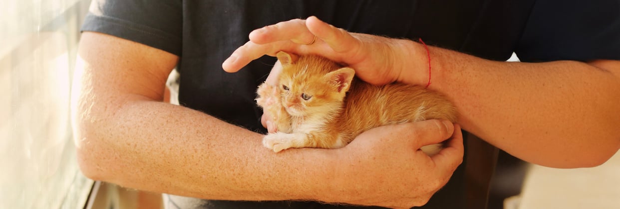 A ginger kitten being helped.