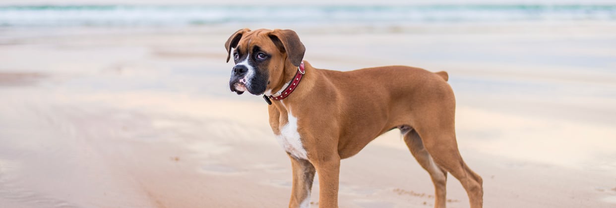 A boxer on the beach.