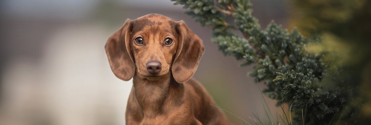 A miniature dachshund underneath a tree branch.