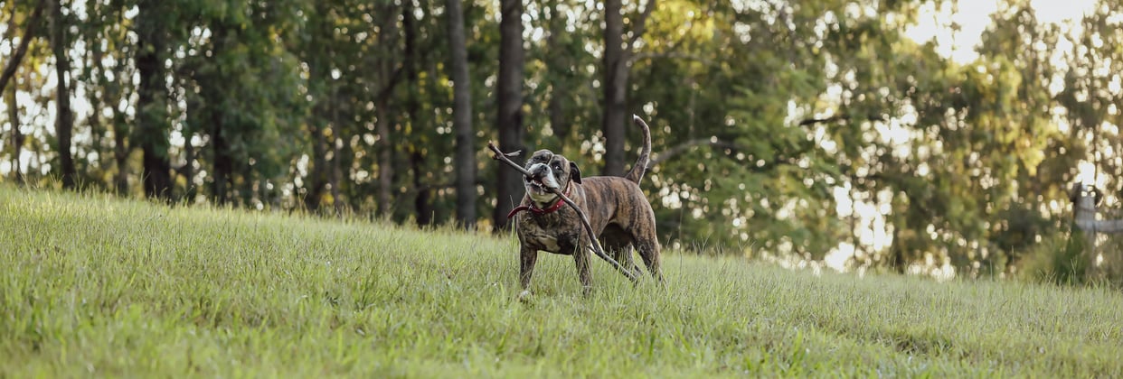 An american bulldog carrying a big stick.