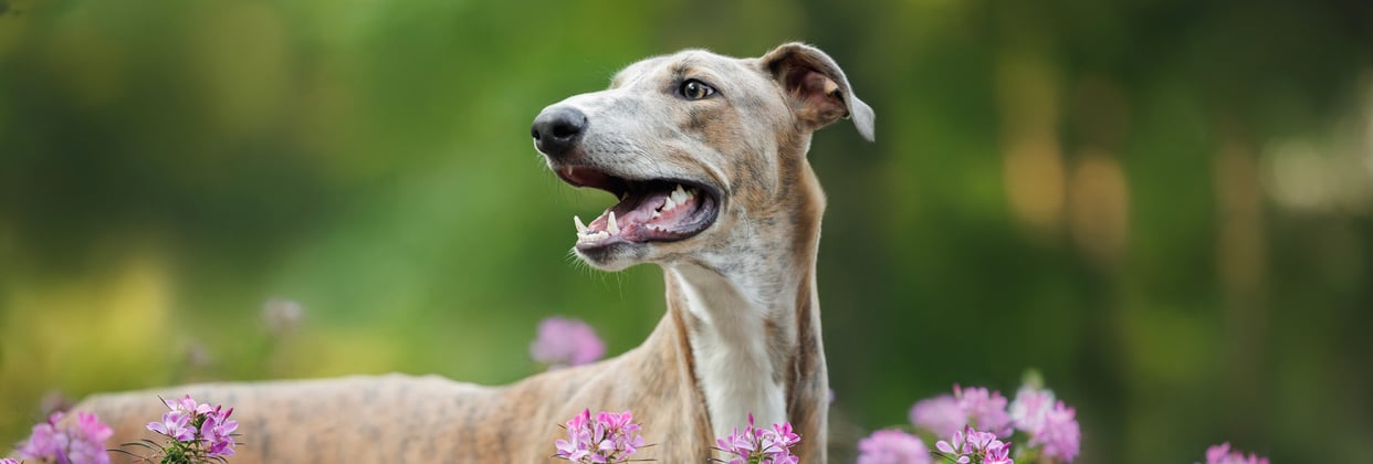 A close up of a greyhound standing amongst purple flowers.