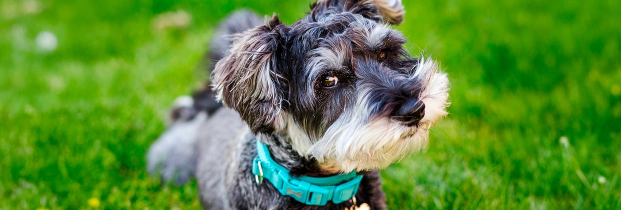 A miniature schnauzer in a blue collar looking up at the camera in a grassy field.