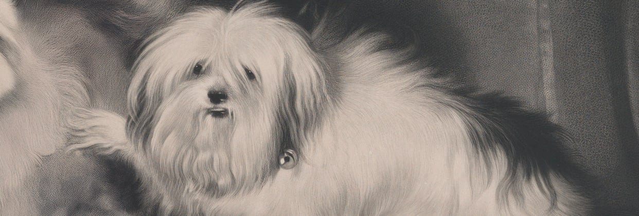 A very cute illustration of an old Maltipoo.