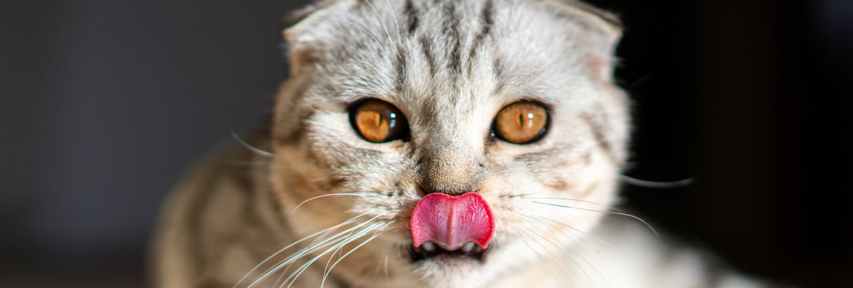 A scottish fold cat with her tongue out.