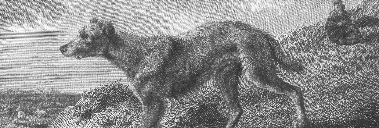 An old illustration of a Lurcher.