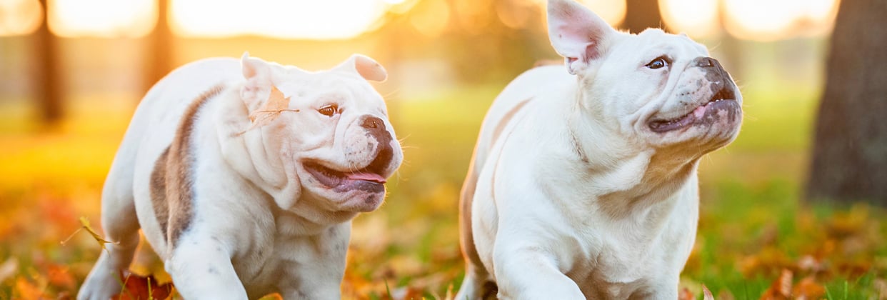 Two english bulldogs running together at sunset.