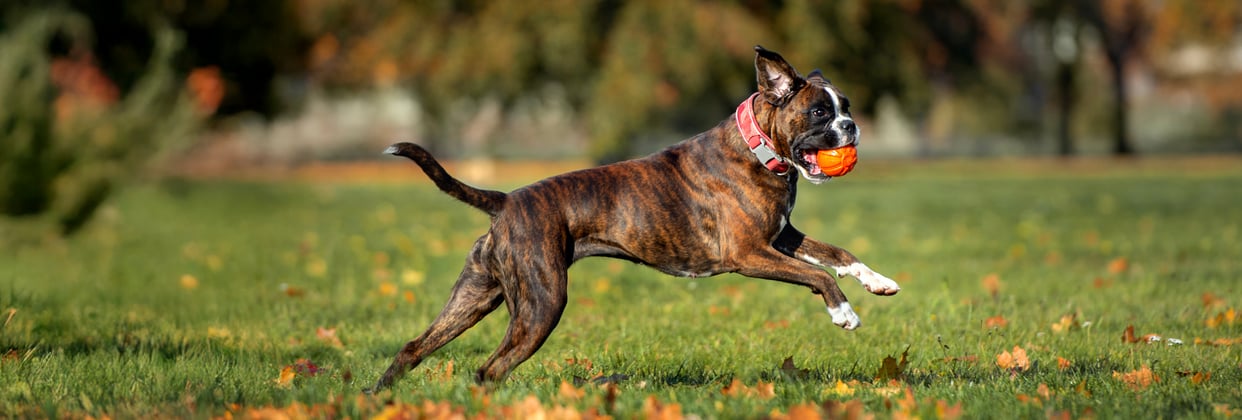 A boxer dog running across a field with a ball in its mouth.
