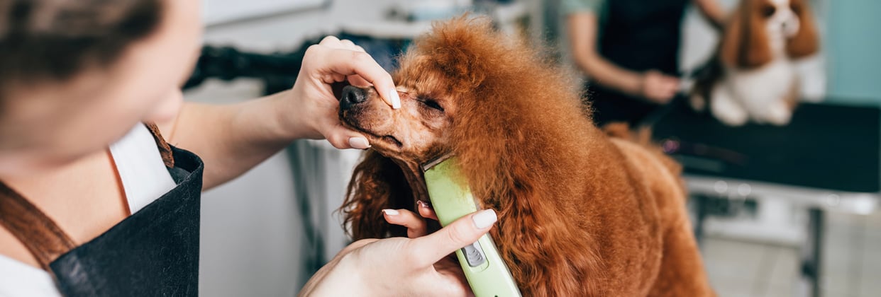 A ginger Poodle being groomed professionally.