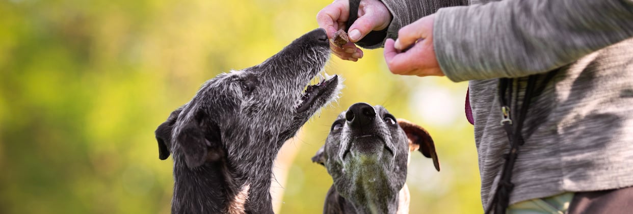 Two lurchers being fed treats.
