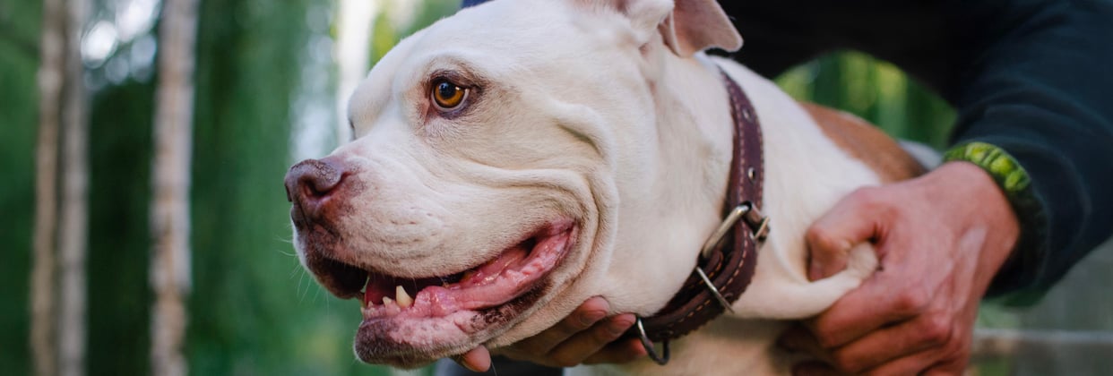 An american bulldog being held by its owner.