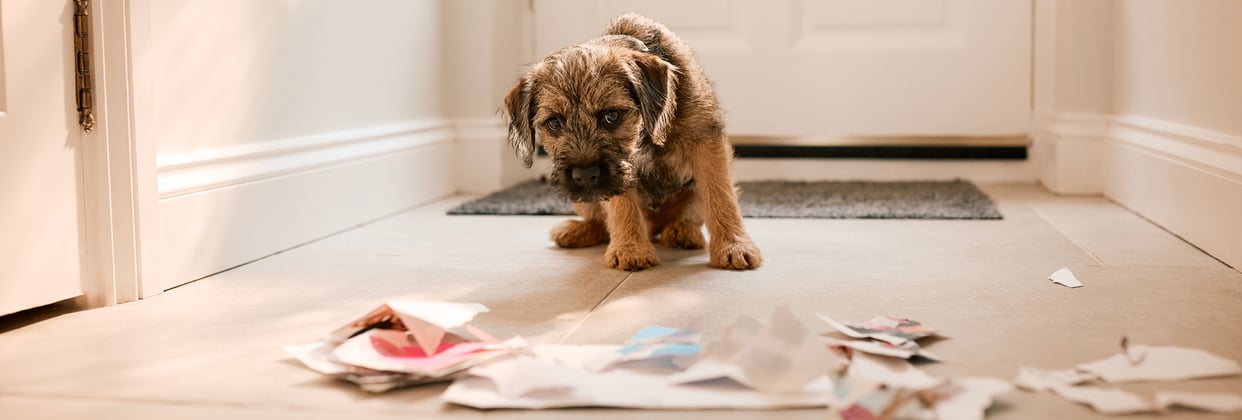 A border terrier looking at the mail that it ripped up.