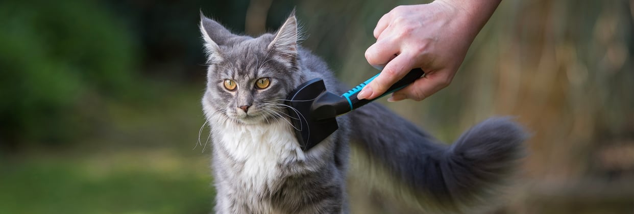 A Maine Coon being groomed.
