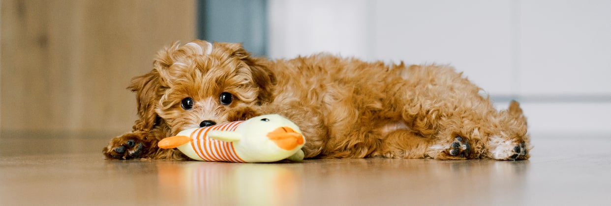 A puppy maltipoo laying down with a toy.
