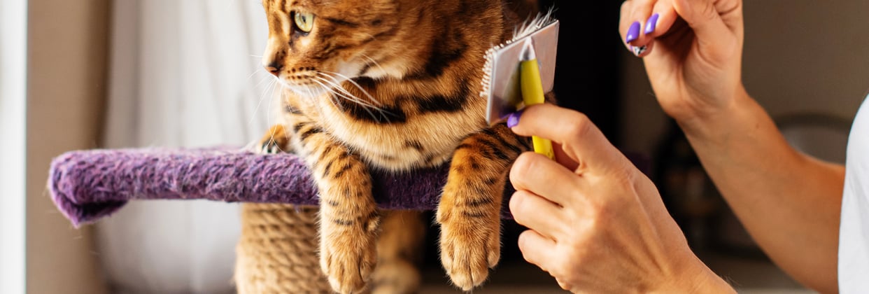A bengal cat being groomed whilst laying on a cat tree.