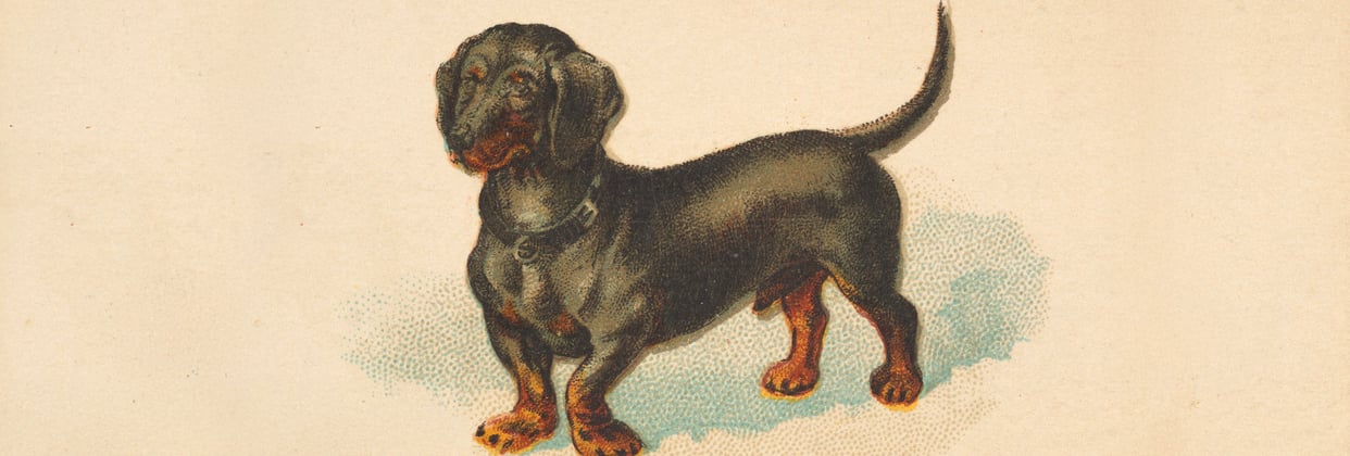 an old painting of a mini dachshund.