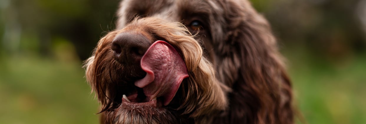 Brown Labradoodle licking it's nose