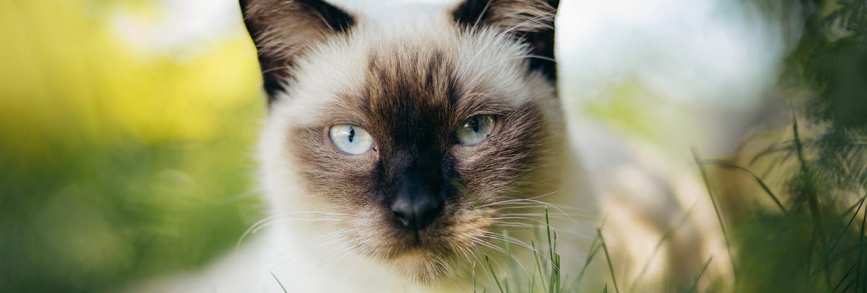 A Siamese close up.